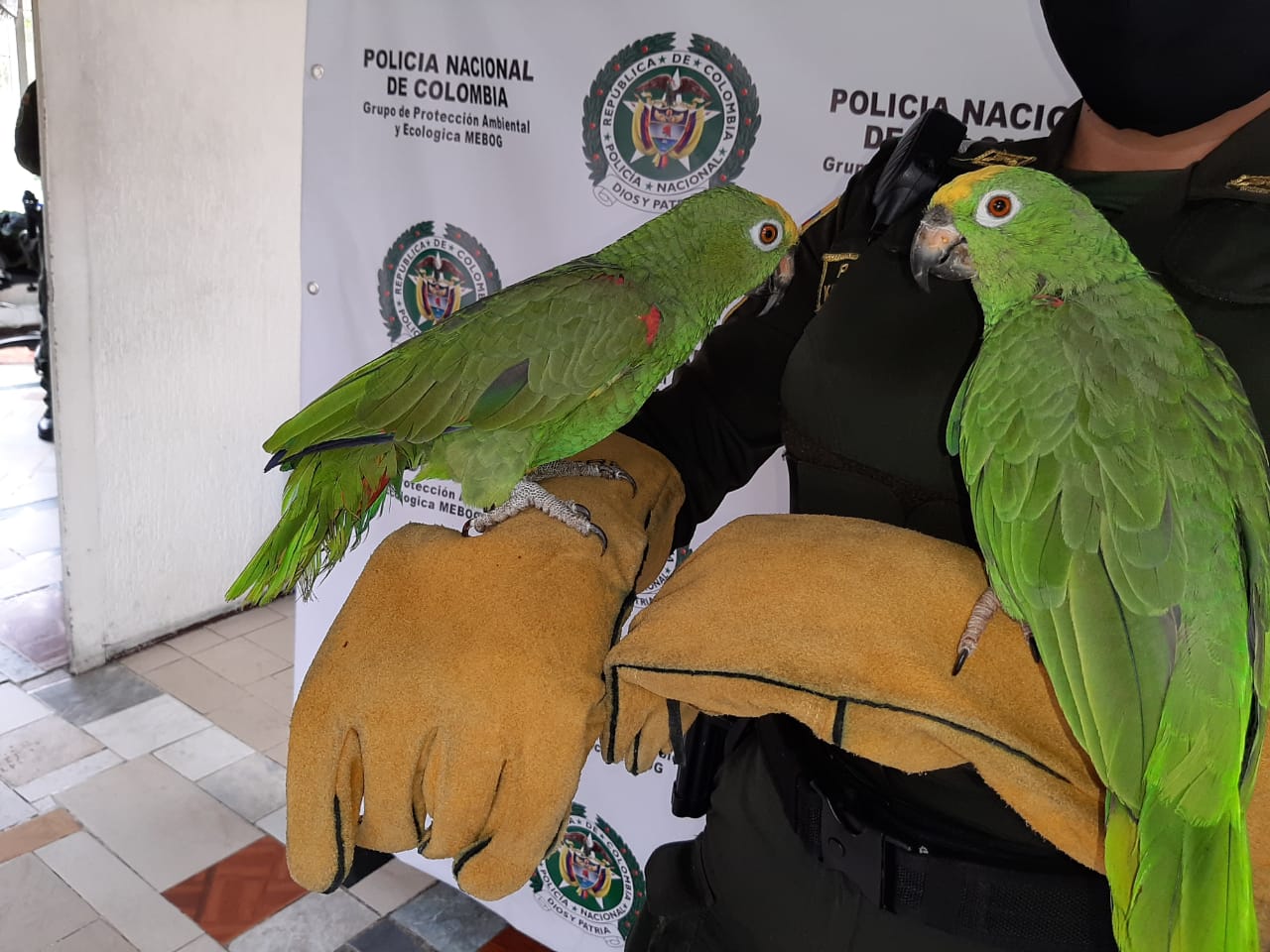 Loros. Especie amenazada.