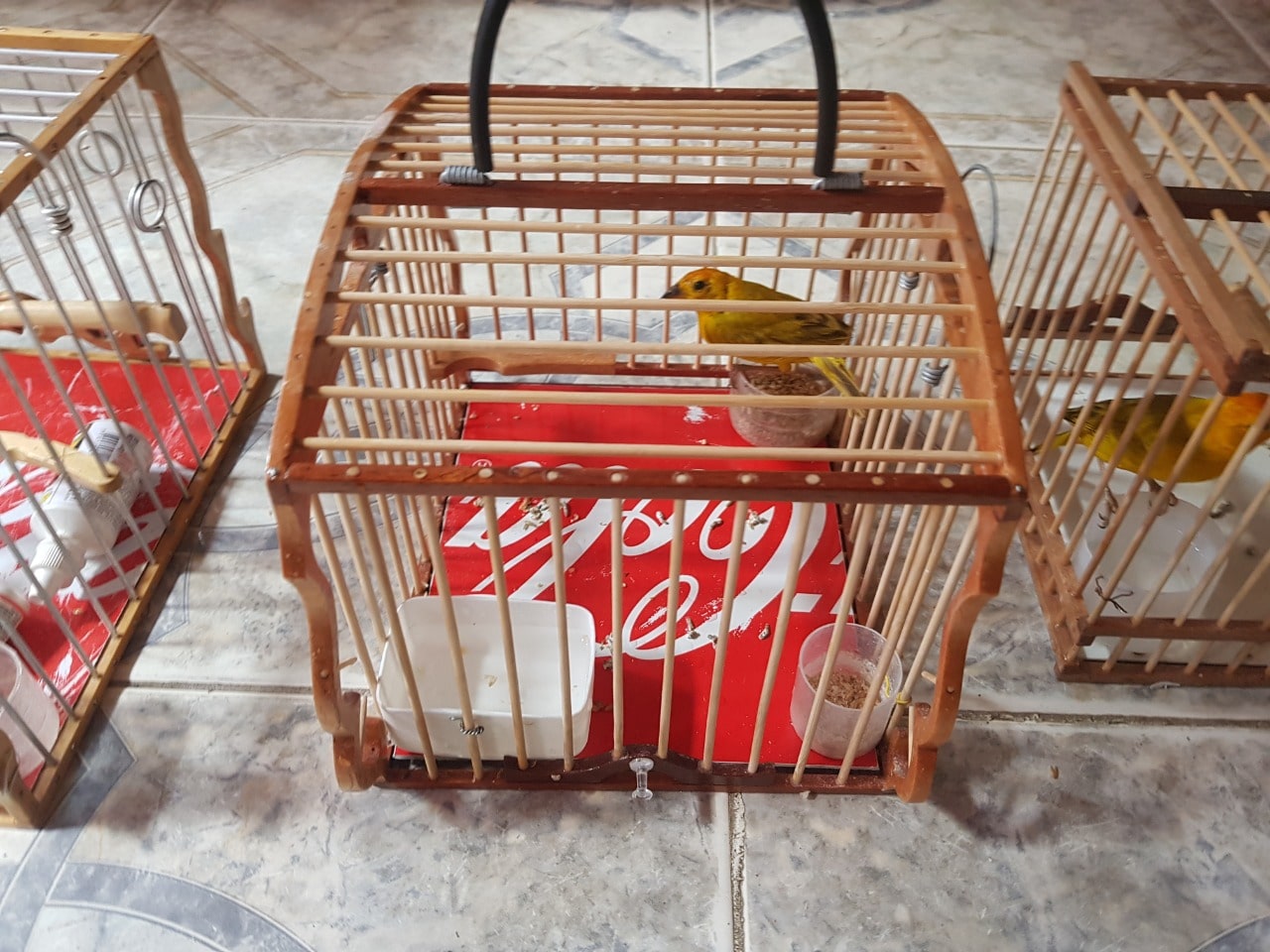 Denuncias ciudadanas permiten incautar aves silvestres y productos elaborados con fauna