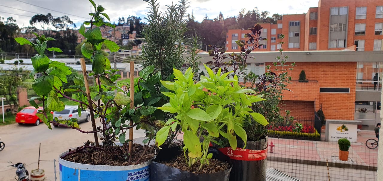 Consejos sencillos para tener una huerta en casa