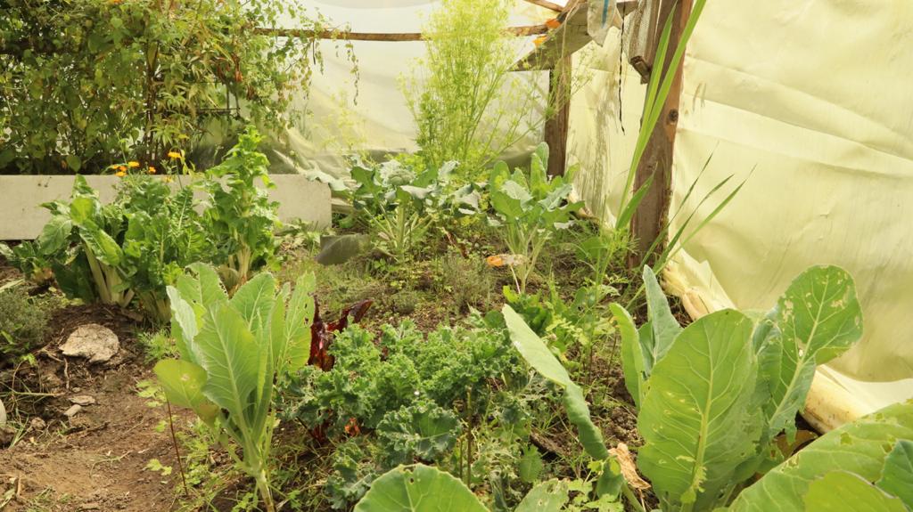 Campesinos implementan en sus fincas buenas prácticas ambientales. Foto: Comunicaciones, Secretaría de Ambiente. Campesinos implementan en sus fincas buenas prácticas ambientales.