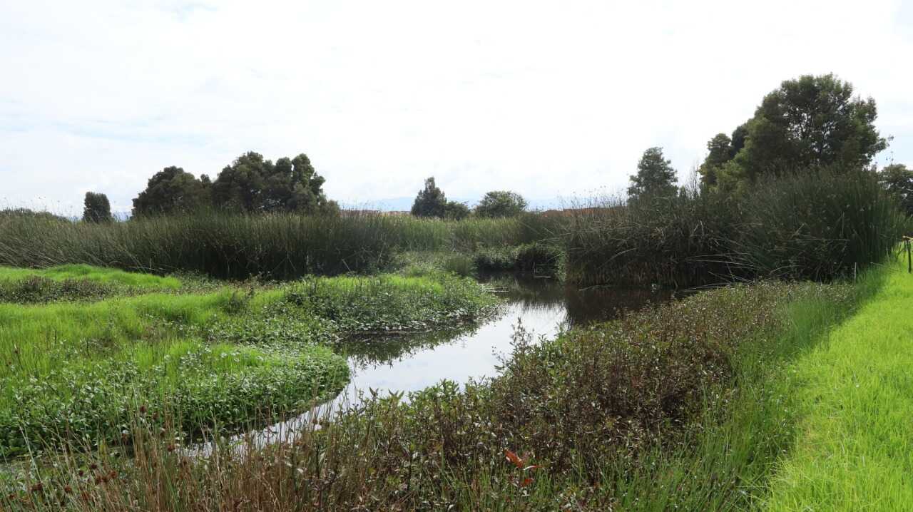 Los humedales actúan como esponjas. En época de lluvia almacenan el agua y en sequía la liberan. Los humedales actúan como esponjas. En época de lluvia almacenan el agua y en sequía la liberan.