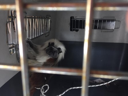 Un mono tití cabeciblanco y dos aves fueron incautadas en Bogotá