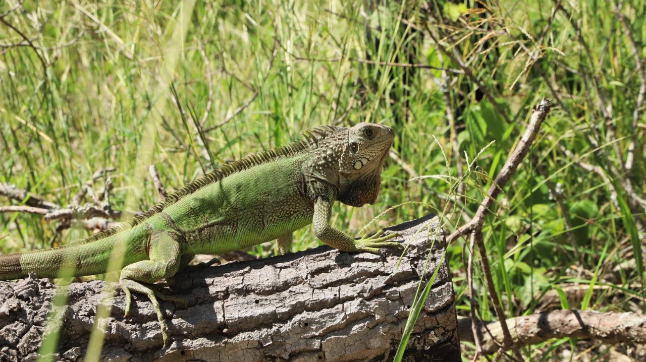 En una operación conjunta, más de 50 animales silvestres retornaron a la libertad