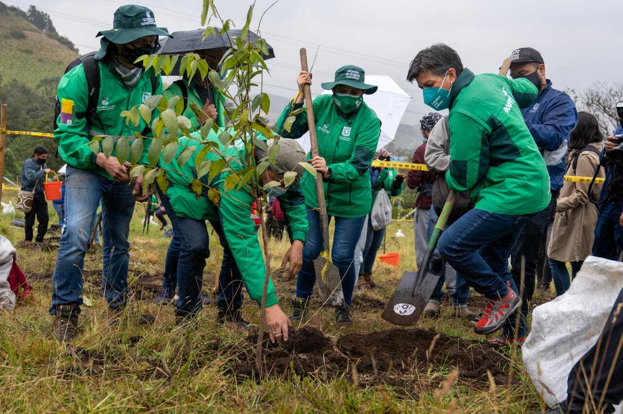 Alcaldesa de Bogotá, Claudia López plantando árbol