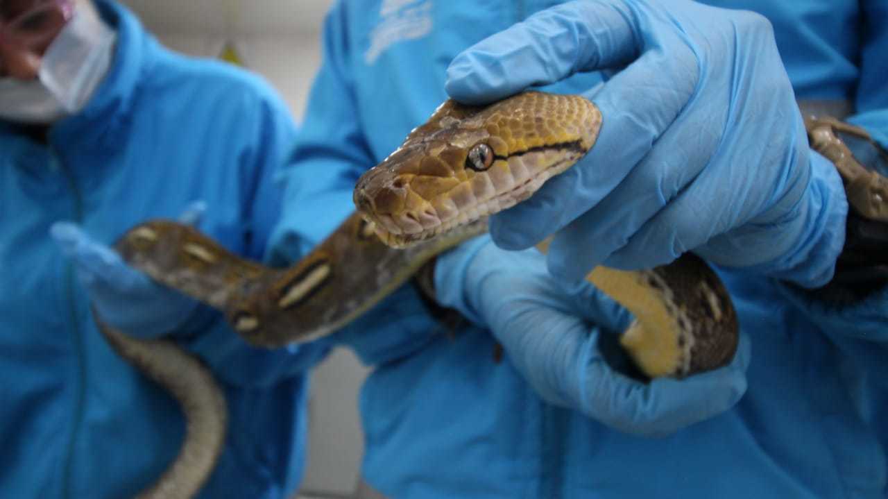 Nuevo caso de serpiente exótica traficada bajo la modalidad de encomienda