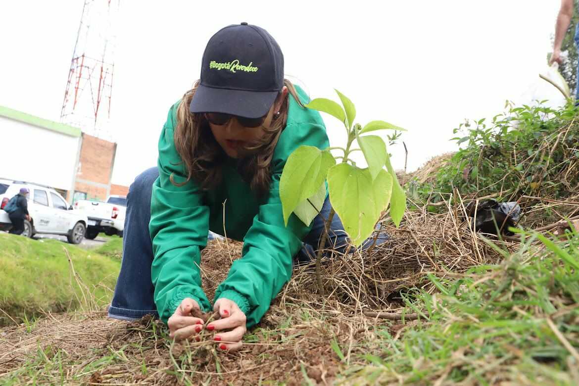 Distrito plantó más de 1.100 árboles más en Bogotá