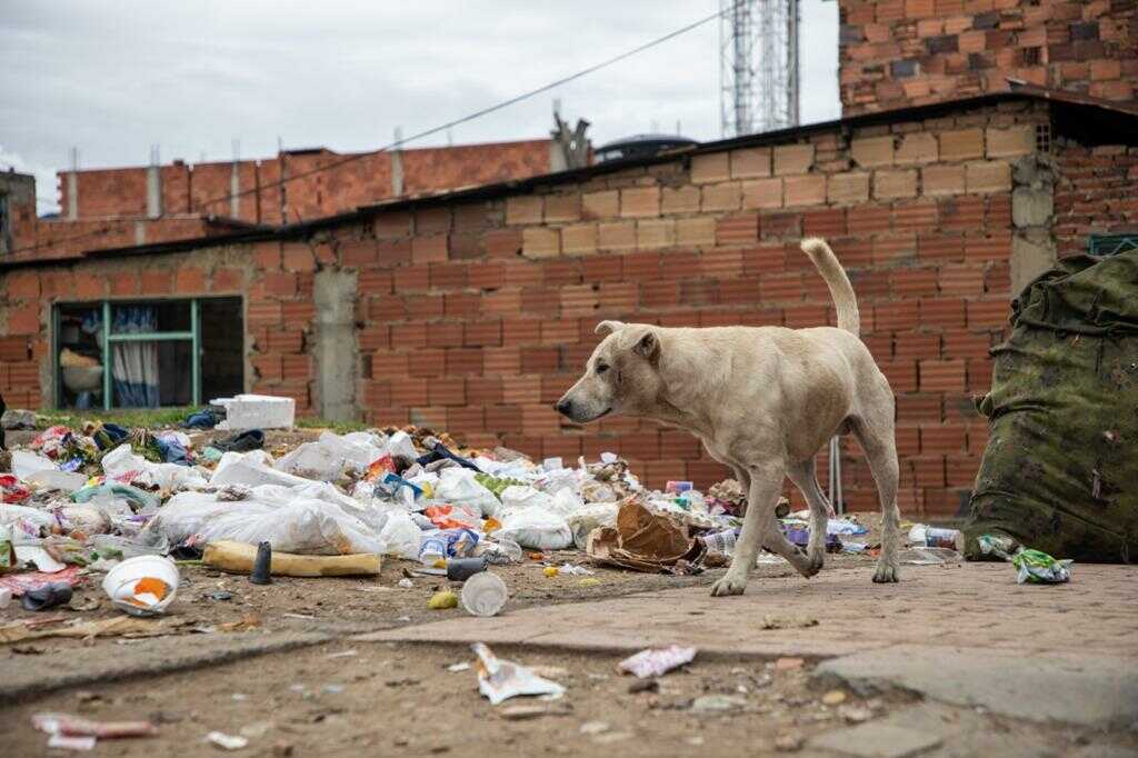 66 mil perros deambulan en calles de Bogotá