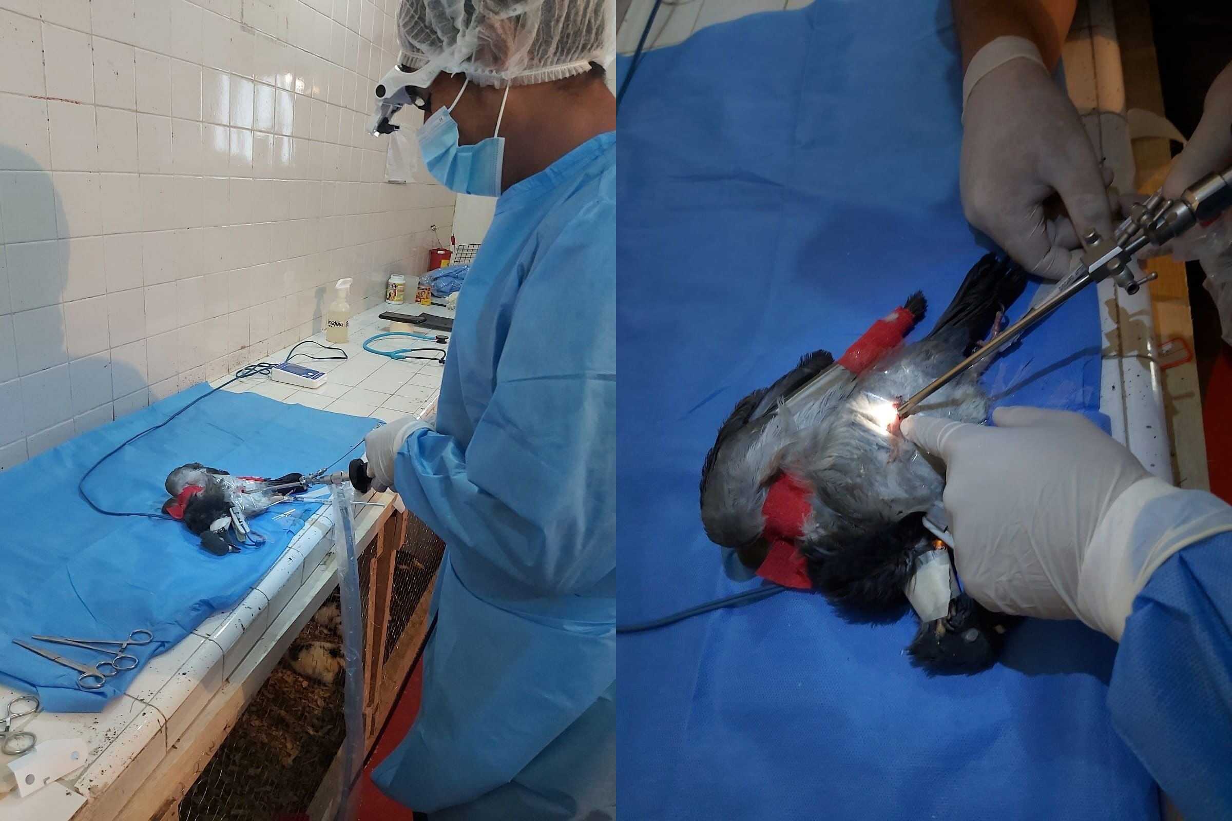 Distrito realiza las primeras vasectomías a palomas de plaza