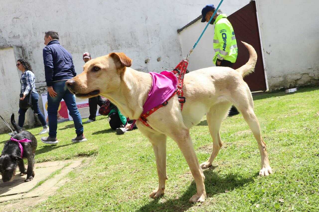 Jornada de adopción 2