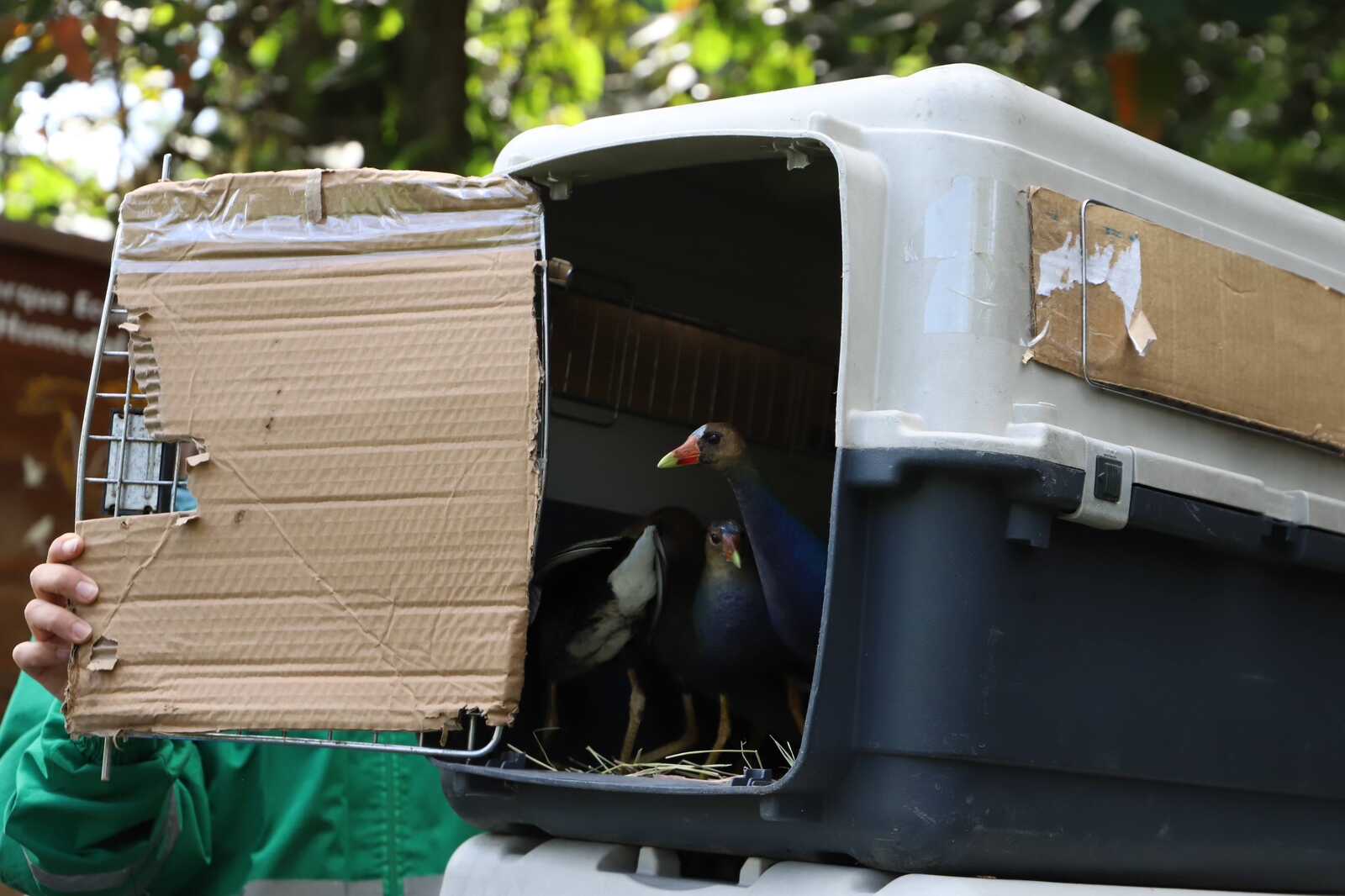 liberación tinguas azules 