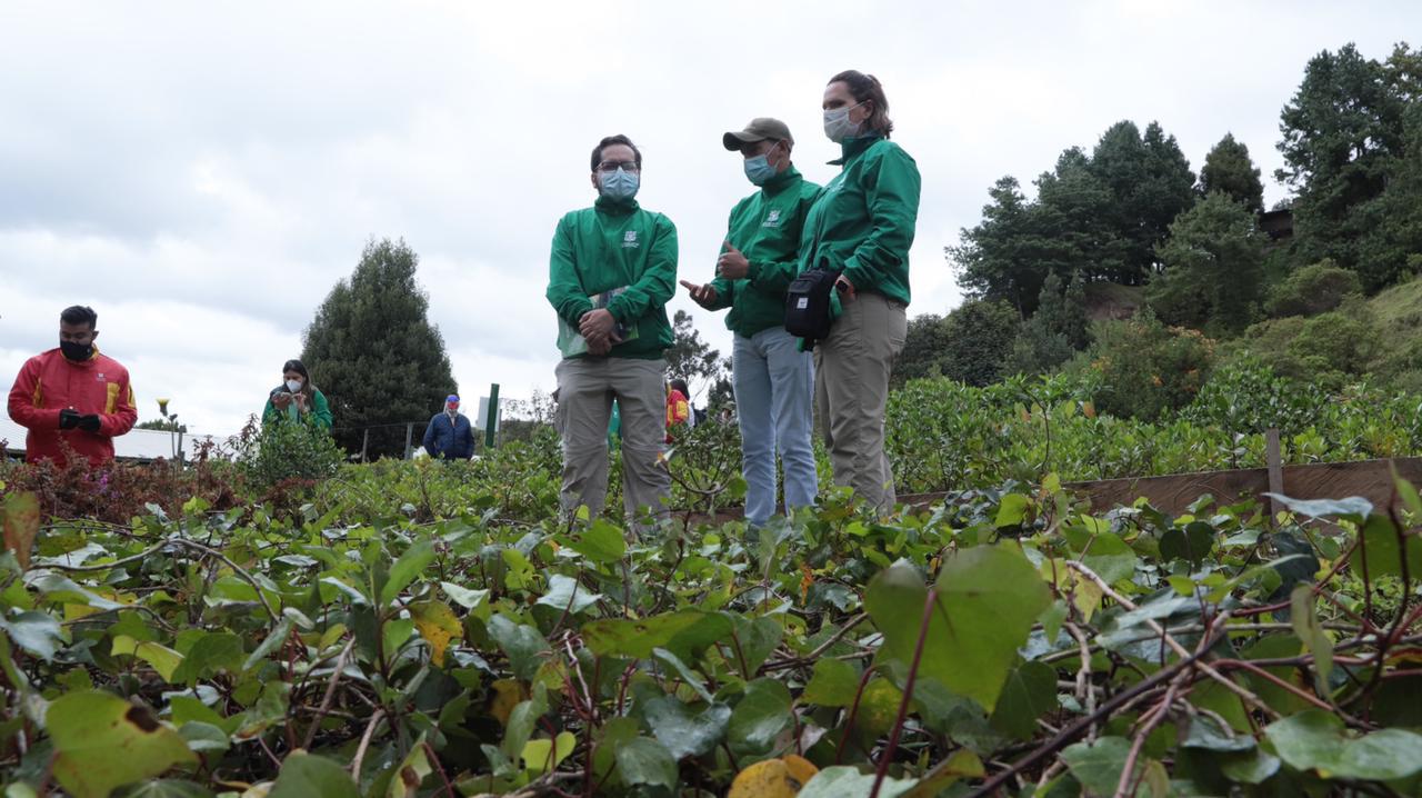 Secretaría de Ambiente prepara más de 228.000 árboles para reverdecer a Bogotá