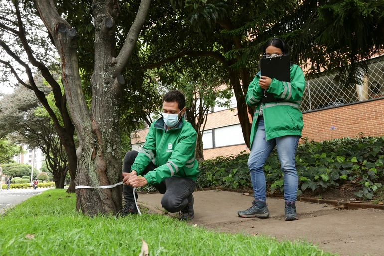 Profesionales evalúan estado de árboles en Bogotá.