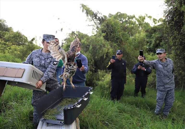 Secretaría de Ambiente liberó a 33 animales silvestres en el humedal La Conejera