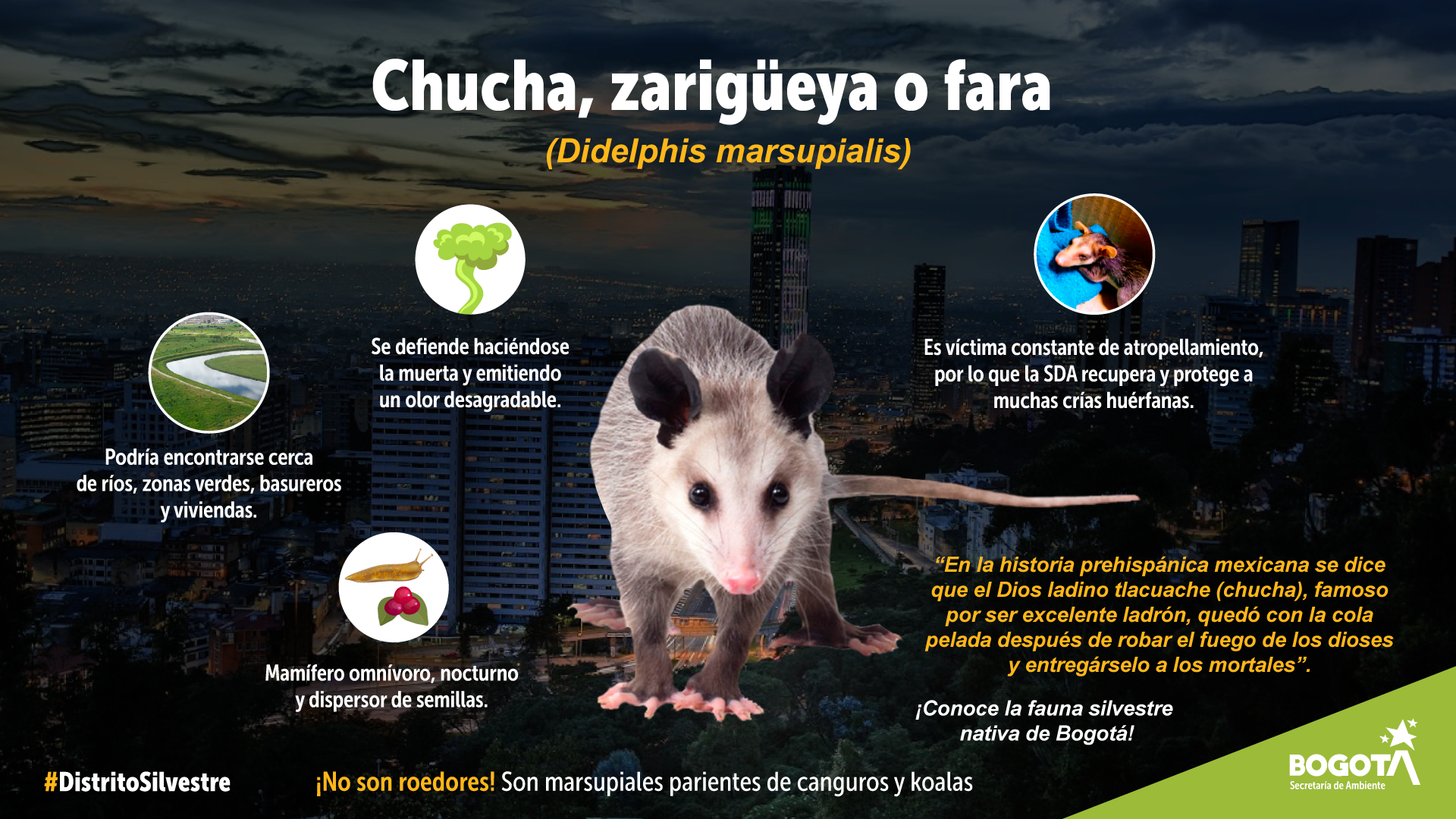 Bogotá protege y conserva la Zarigueya