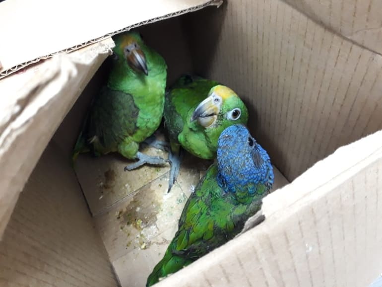 Fauna silvestre: acciones de control y recuperación en Puente de Reyes