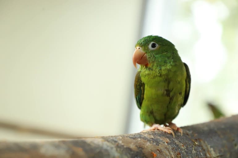 Tráfico fauna silvestre