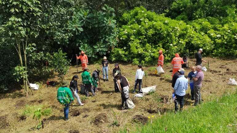 Plantación árboles humedal Bogotá