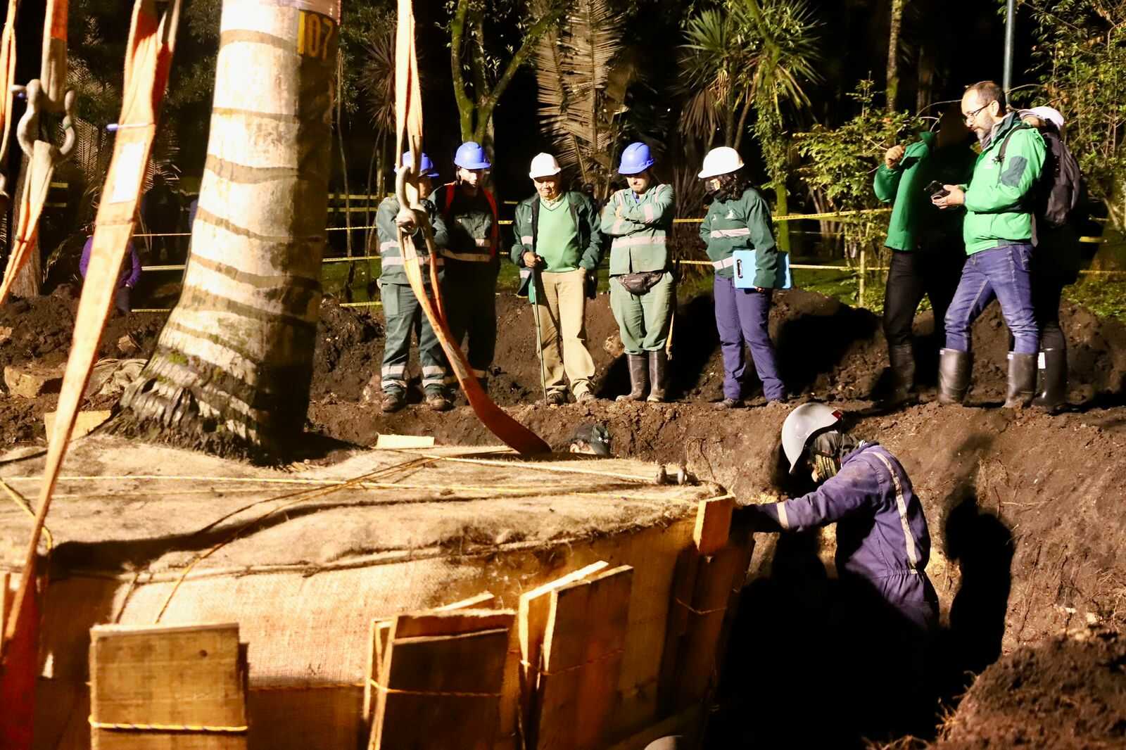 La palma de cera del parque La Independencia fue trasladada y reubicada