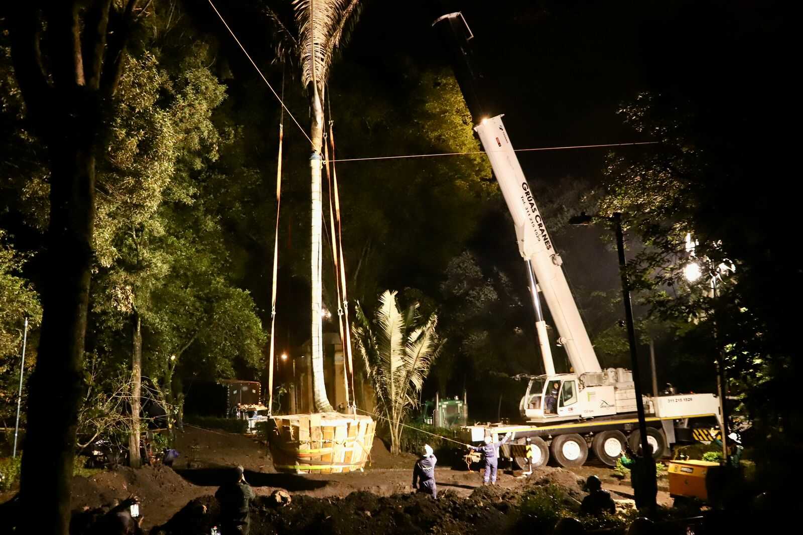 Reubicada palma de cera