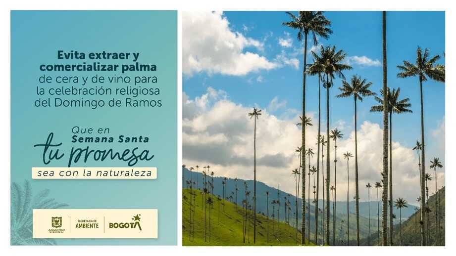 Palmas silvestres: Secretaría de Ambiente inicia campaña de protección