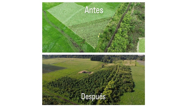 53-mil-árboles-plantados-con-el-Jardin-Botanico