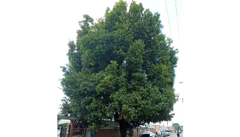 árbol el roble