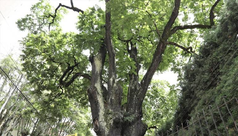 árbol el nogal