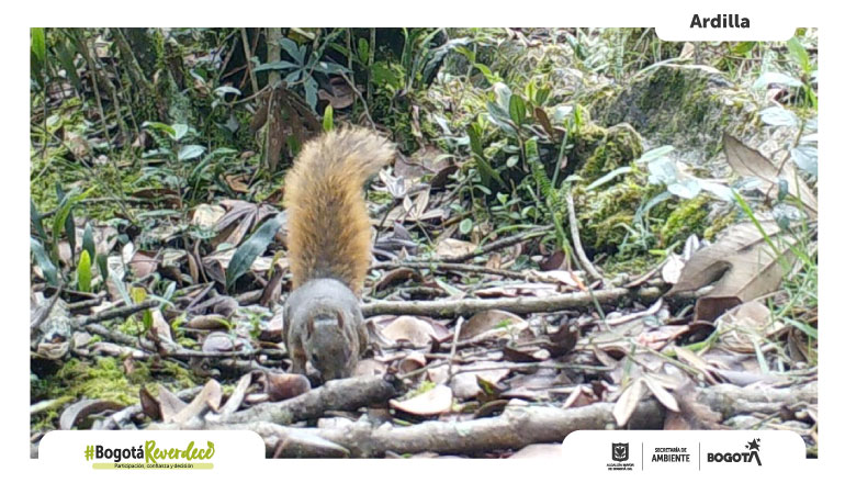Ardilla