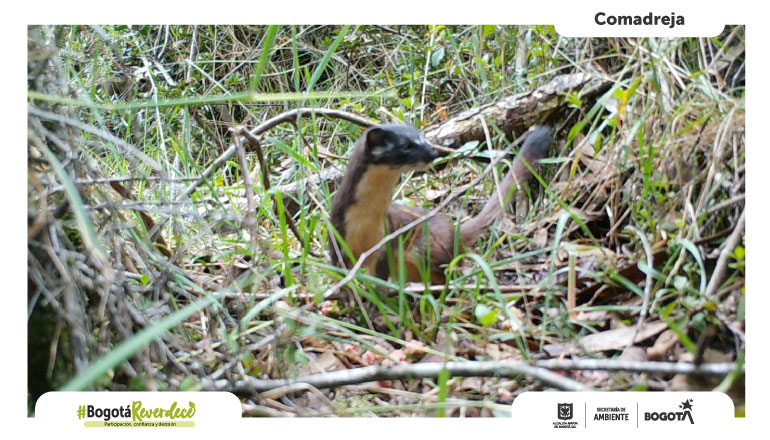 Comadreja