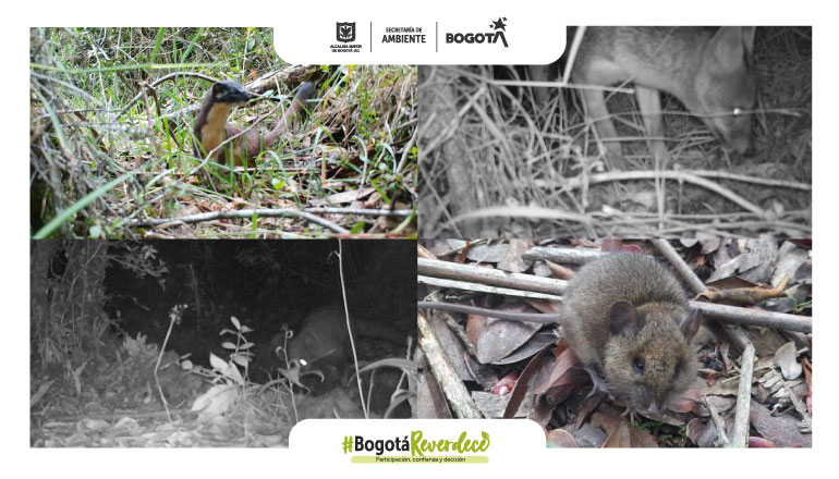 Encuentran cinco mamíferos en el parque Montaña Soratama
