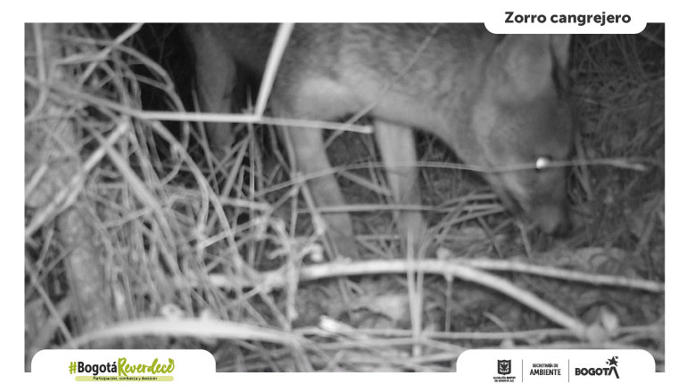 Zorro cangrejero