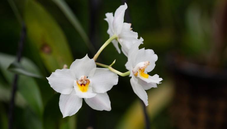 Cuándo es la Exposición Nacional de Orquídeas 2023