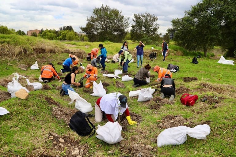 Plantación humedal Capellanía