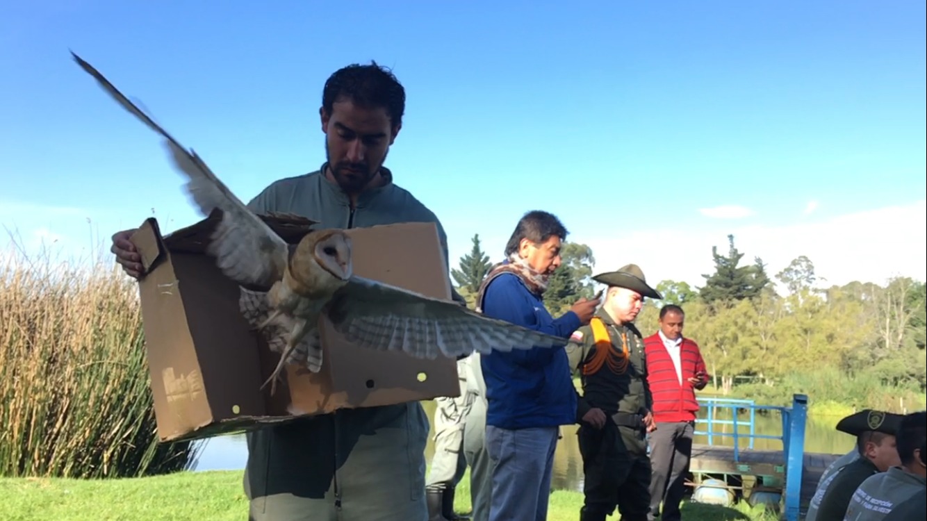 En el Día Mundial de la Vida Silvestre, 106 aves recuperaron su libertad en Bogotá