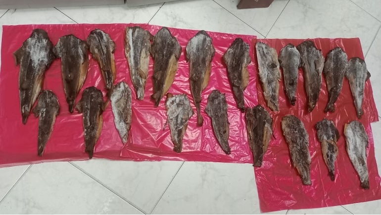 Autoridades incautan carne de tiburón en un restaurante de Bogotá