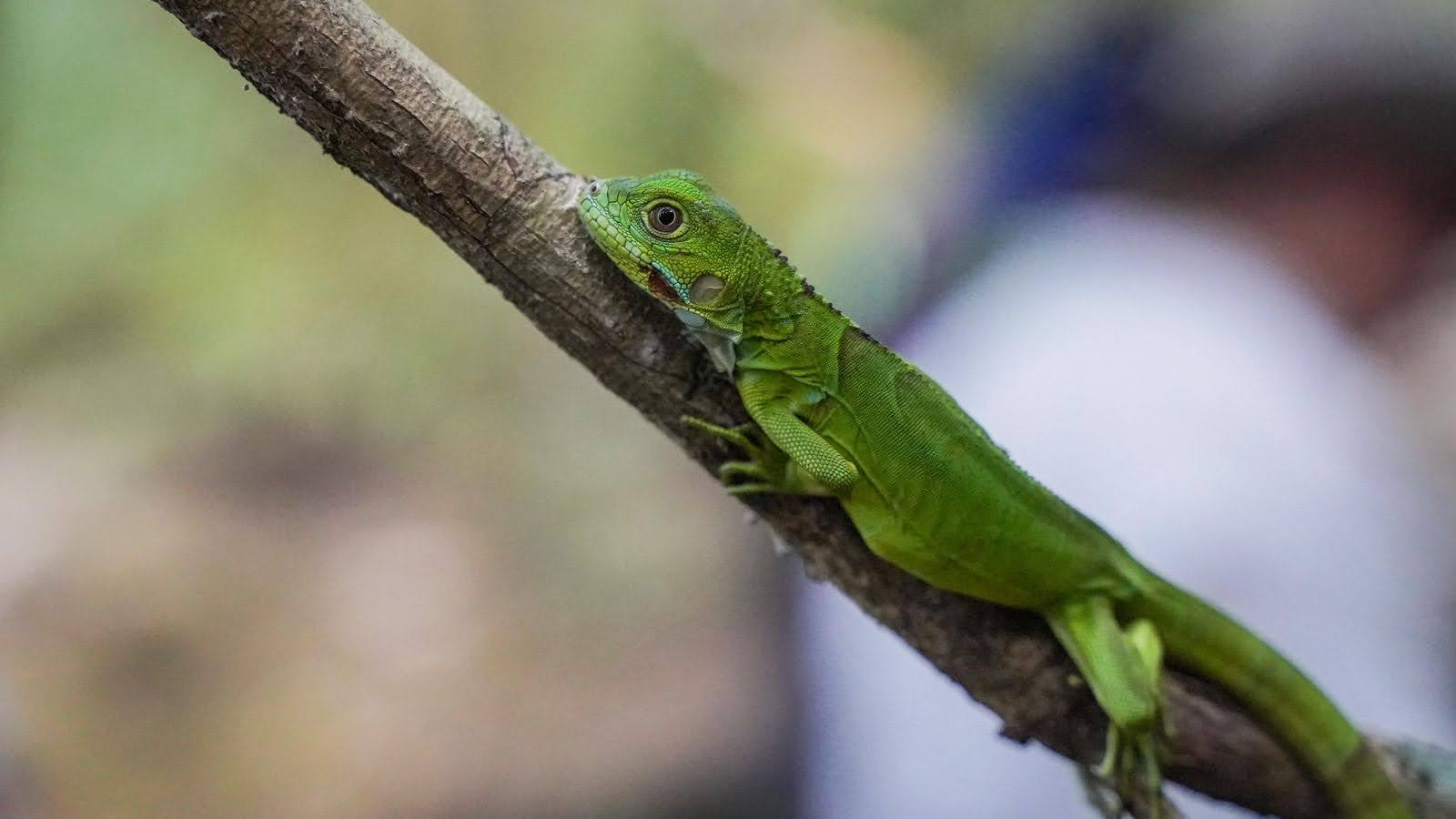 Liberados animales silvestres extraídos de su hábitat por redes de tráfico