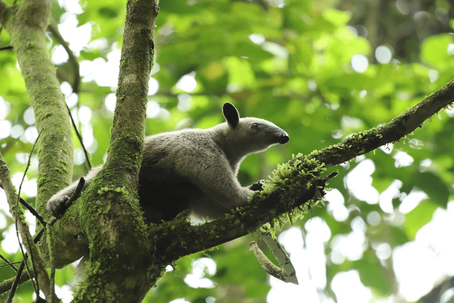 En Navidad y Fin de Año: protege la fauna silvestre para mantener  el equilibrio en los ecosistemas