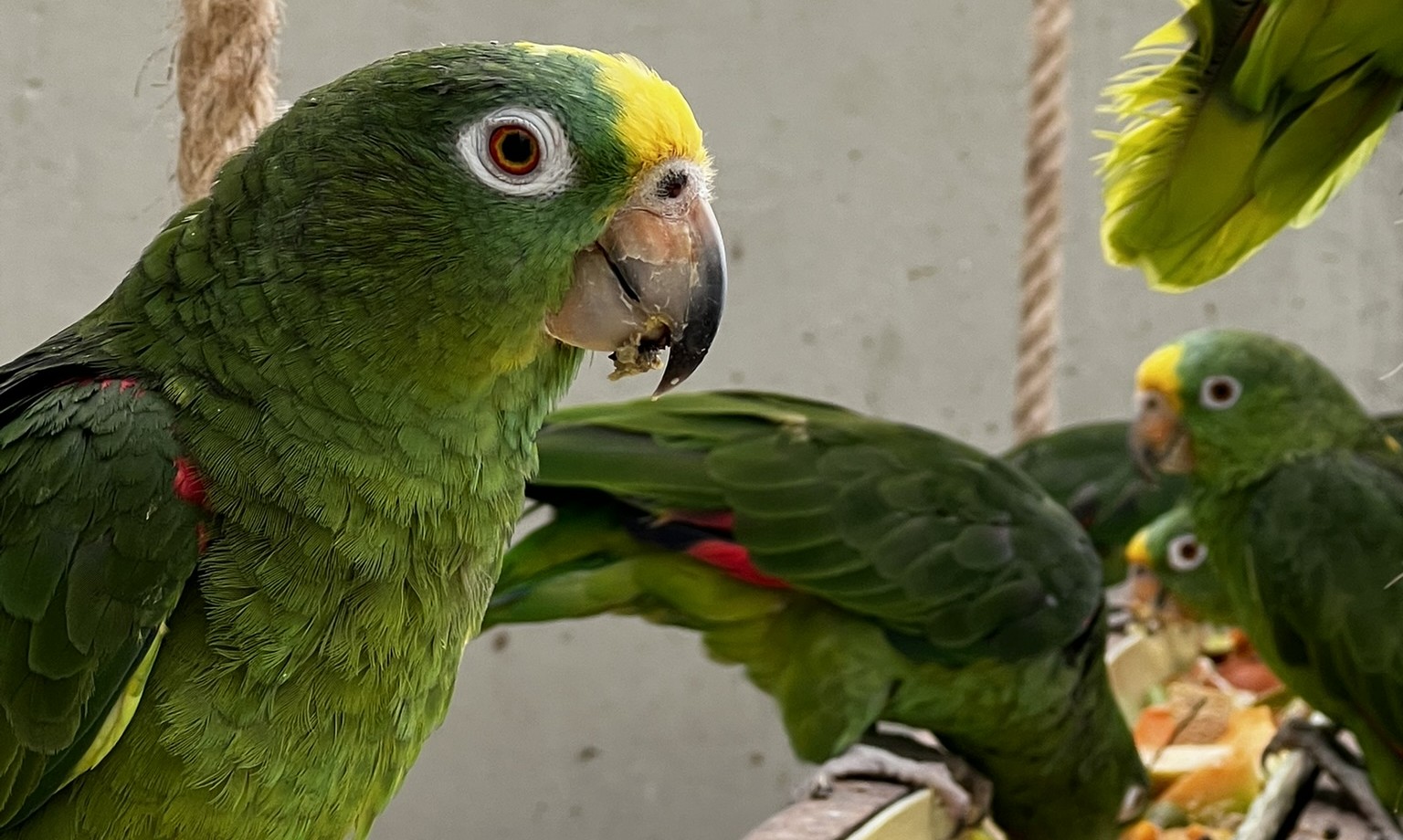 ¡Libres y en su hábitat!  Bogotá libera 203 animales silvestres en el departamento del Magdalena