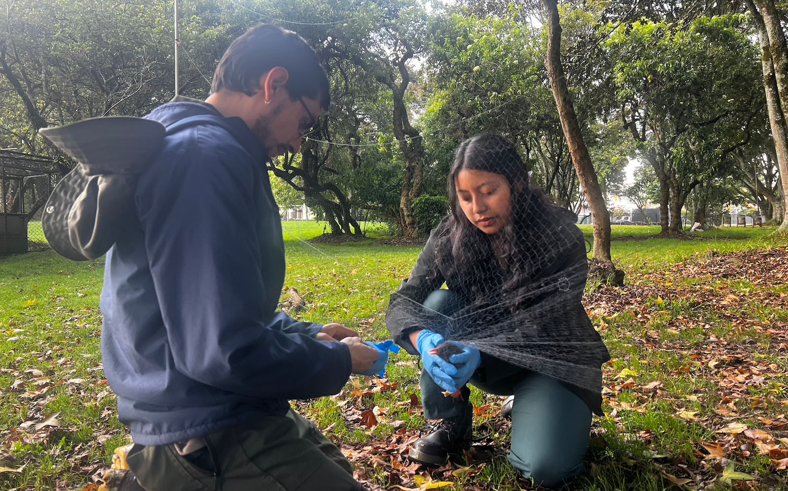 Bogotá monitorea procesos de liberación de zarigüeyas y estado de salud de aves silvestres