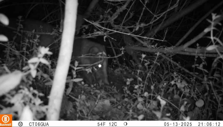 Foto: Cusumbo o coatí de montaña (Nasua olivacea) registrado mediante cámara trampa en la Reserva Distrital de Humedal TorcaGuaymaral, Bogotá D. C, 2025. Archivo de registros del Grupo de Monitoreo.