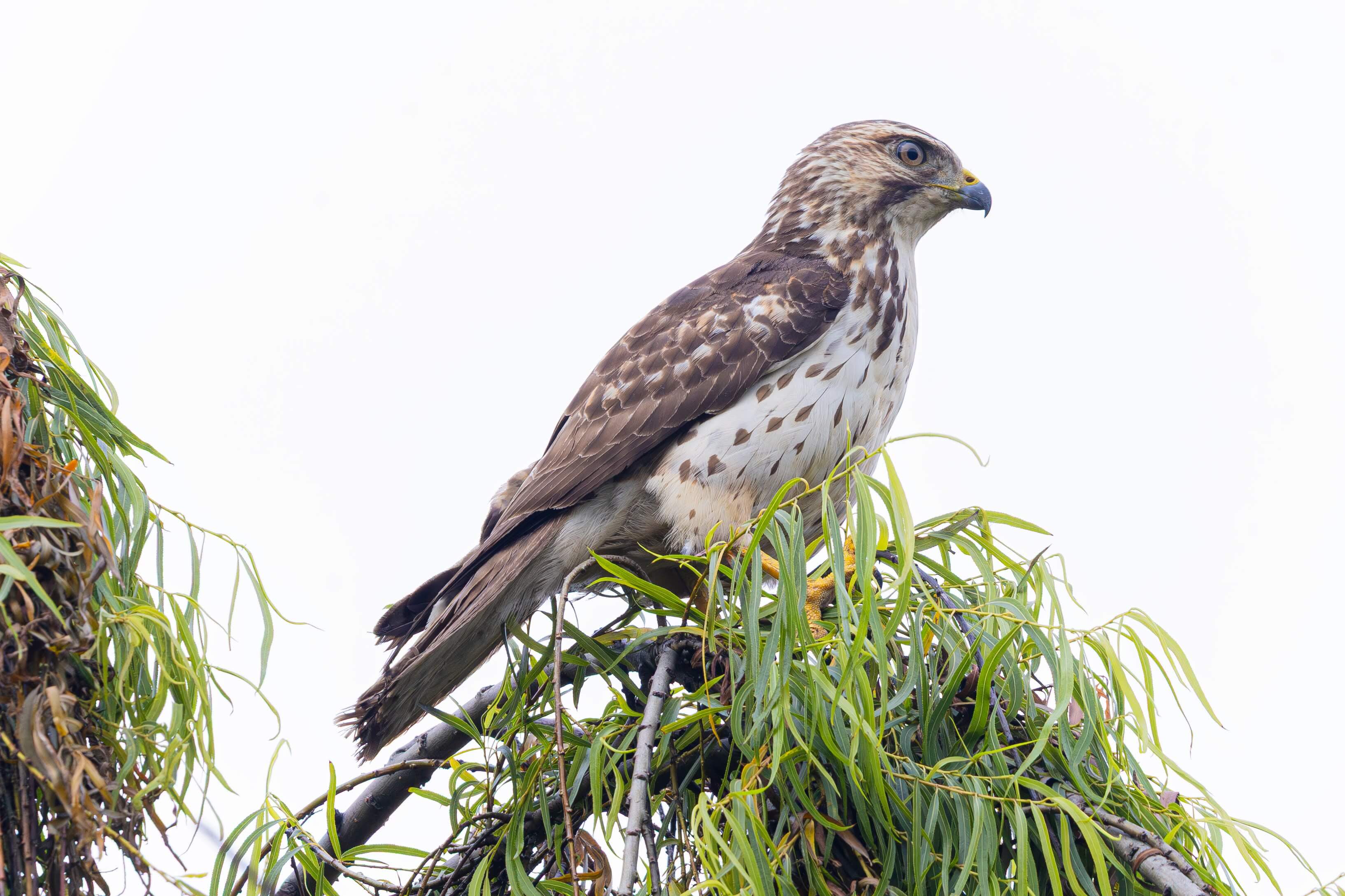 ¡Nuestros Humedales Viven! Ocho aves silvestres migratorias regresan a su hábitat natural