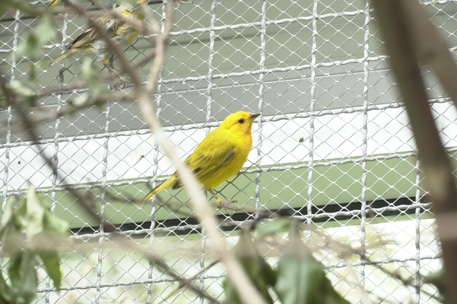 Semana Santa: Bogotá protege la vida silvestre con 70 acciones de control en toda la ciudad