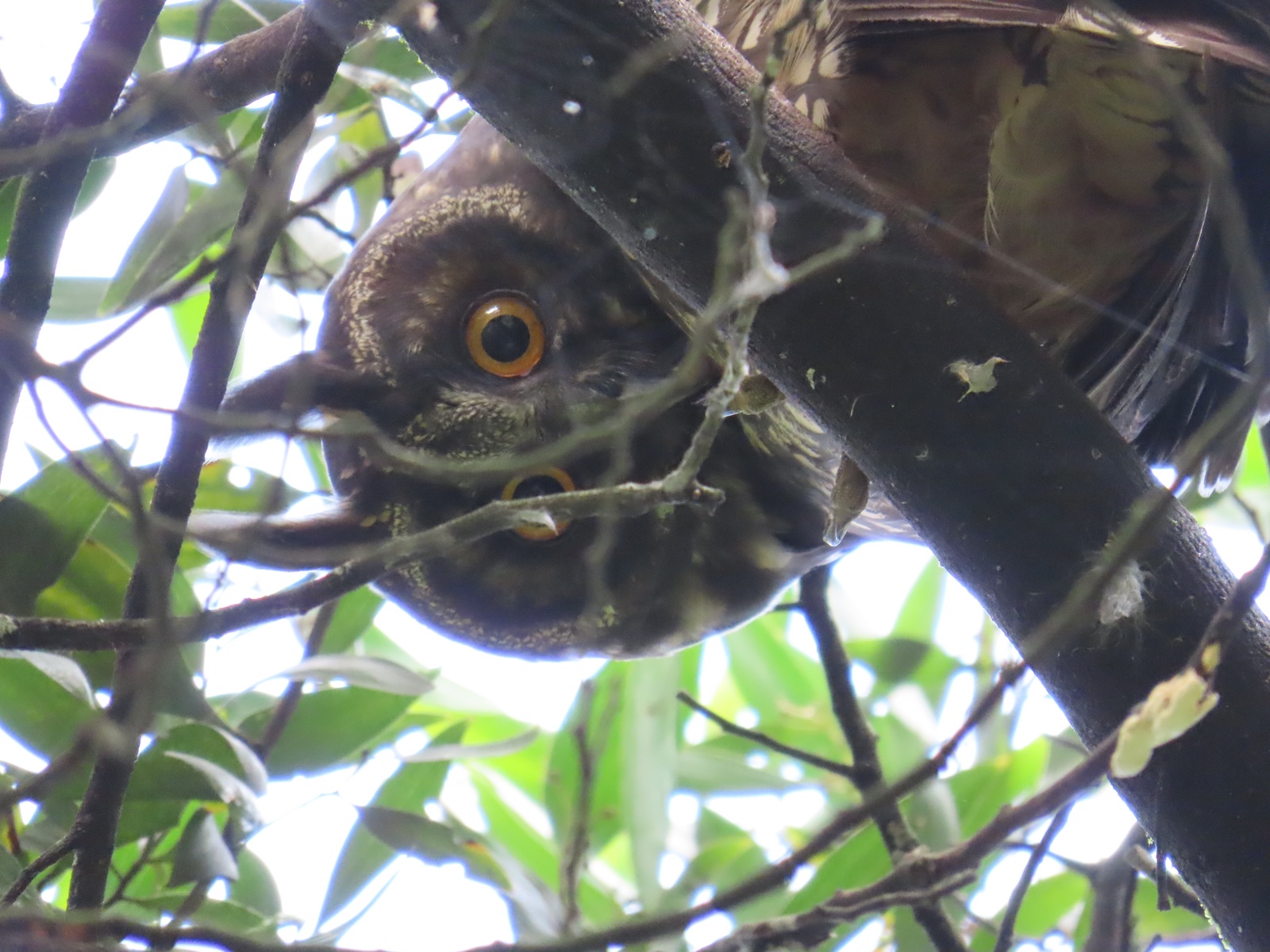 Cámara trampa de la Secretaría de Ambiente capta el apareamiento del búho rayado en un humedal de Bogotá
