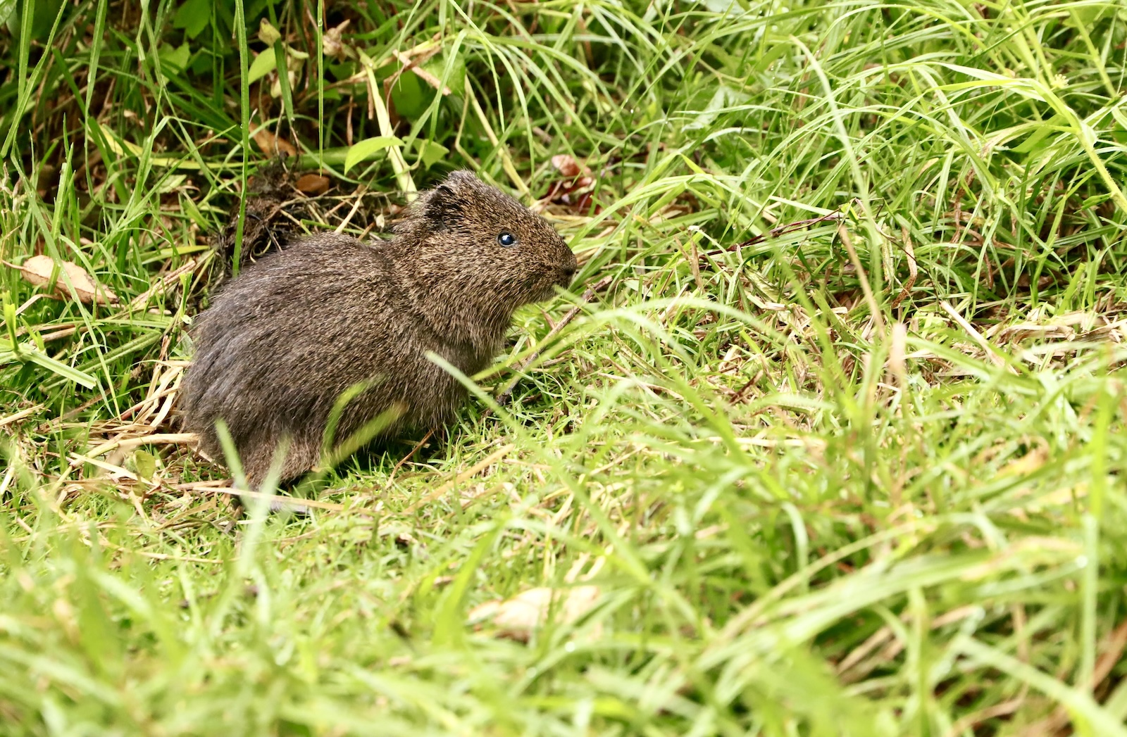 Cámaras trampa registran al curí sabanero en la Reserva Distrital de Humedal Torca-Guaymaral